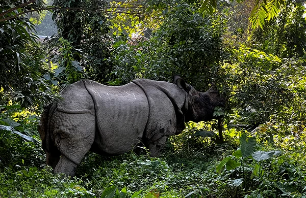 3 Night 4 Days Jungle Safari in Chitwan